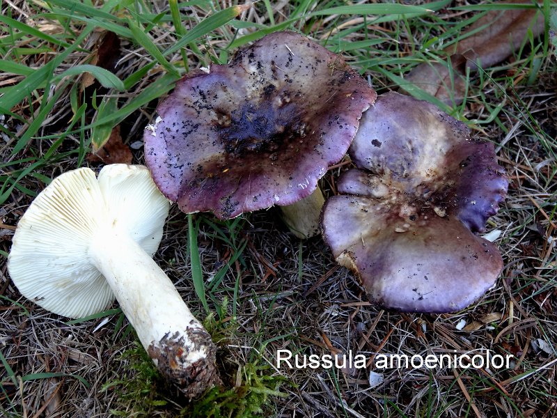 Russula amoenicolor-amf1720-1.jpg - Russula amoenicolor ; Syn: Russula mariae ; Nom français: Russule panachée
